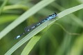 J01_3136 Coenagrion pulchellum male